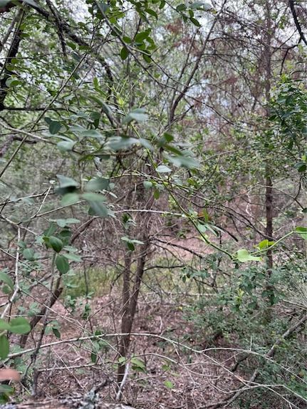 Undeveloped Land for sale in Bastrop County, Texas