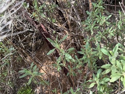 Timberland Property for sale in San Diego County, California