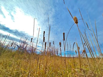 Timberland Property for sale in Wood County, Wisconsin