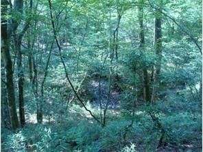 Land for sale in White County, Georgia