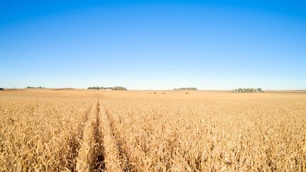 Undeveloped Land for sale in Cherokee County, Iowa