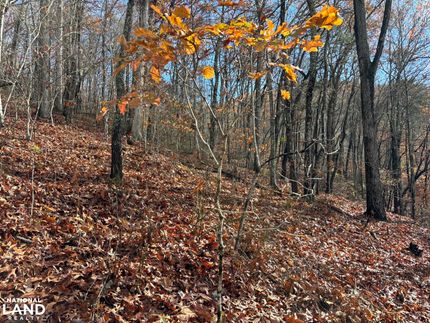 Timberland Property in Jackson County, North Carolina