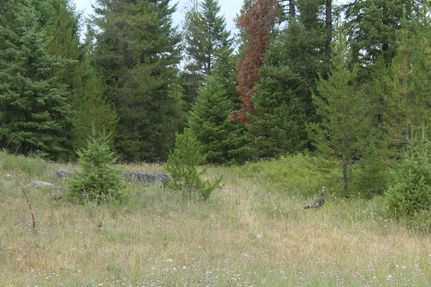 Farm and Ranch for sale in Pend Oreille County, Washington