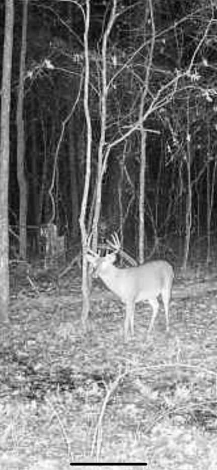 Land for sale in Montgomery County, Mississippi