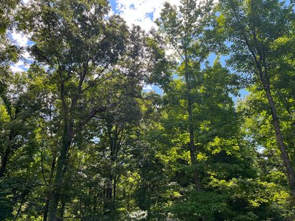 Land for sale in Claiborne County, Mississippi