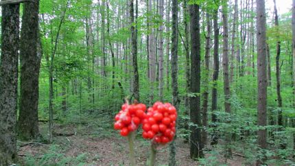 Farm and Ranch for sale in Delaware County, New York