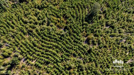 Land for sale in Jackson County, Florida