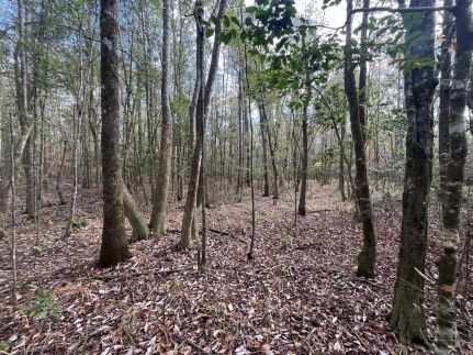 Land for sale in Butler County, Alabama