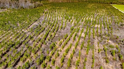 Land for sale in Calhoun County, Florida