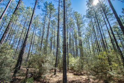 Timberland Property for sale in Washington County, Florida