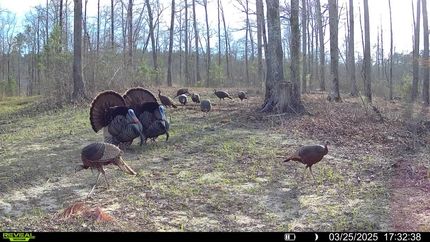 Undeveloped Land for sale in Hardeman County, Tennessee