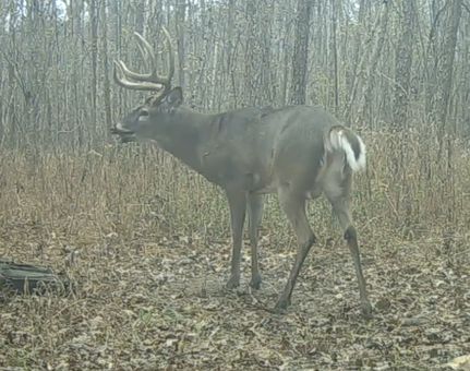 Land for sale in Johnson County, Illinois