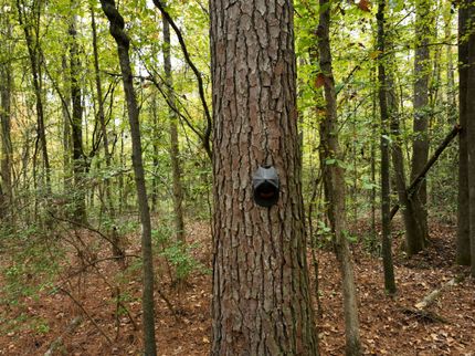 Land for sale in Calhoun County, Arkansas