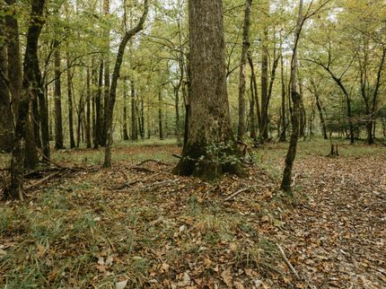Hunting Property for sale in Calhoun County, Arkansas