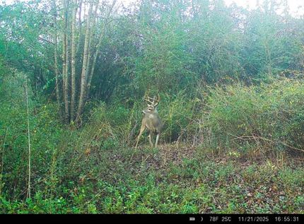 Land for sale in Cass County, Texas