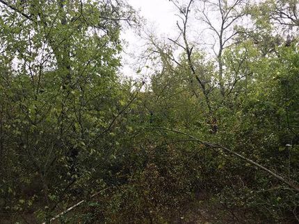 Land for sale in Limestone County, Texas