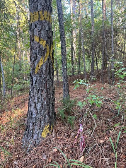 Land for sale in Union Parish, Louisiana