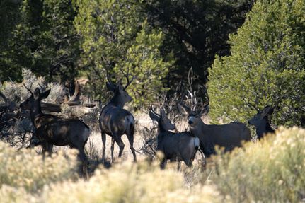 Farm and Ranch for sale in Rio Arriba County, New Mexico