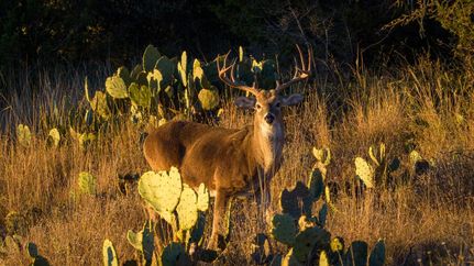 Hunting Property for sale in Mason County, Texas