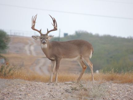 Farm and Ranch for sale in Webb County, Texas