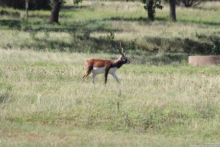 Farm and Ranch for sale in Blanco County, Texas