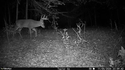 Land for sale in Taylor County, Georgia