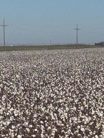 Land for sale in Hale County, Texas