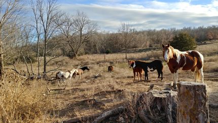 Land for sale in Anderson County, Kansas