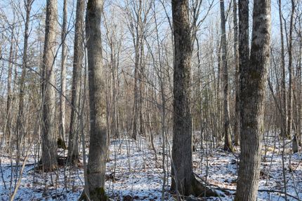 Land for sale in Price County, Wisconsin