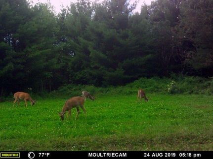 Timberland Property in Clark County, Wisconsin