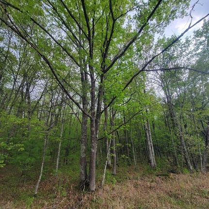 Undeveloped Land for sale in Burnett County, Wisconsin