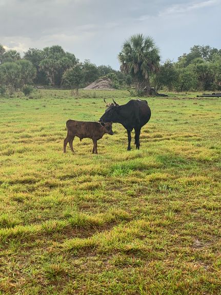 Farm and Ranch for sale in Glades County, Florida