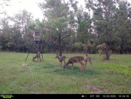 Land for sale in Madison County, Florida
