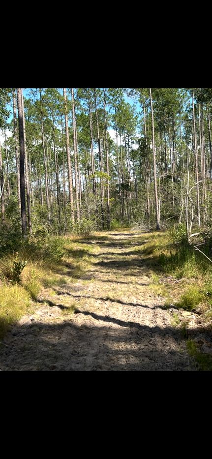 Undeveloped Land for sale in George County, Mississippi