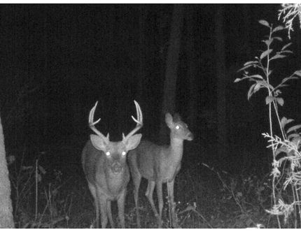 Timberland Property in Douglas County, Missouri