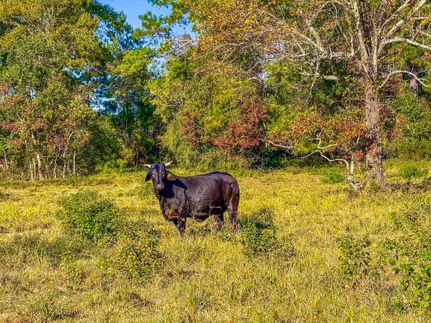 Land for sale in Liberty County, Texas