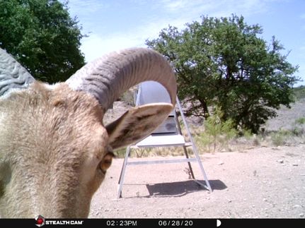 Land for sale in Crockett County, Texas