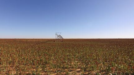 Farm and Ranch for sale in Lamb County, Texas