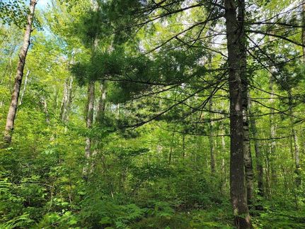 Timberland Property for sale in Sawyer County, Wisconsin