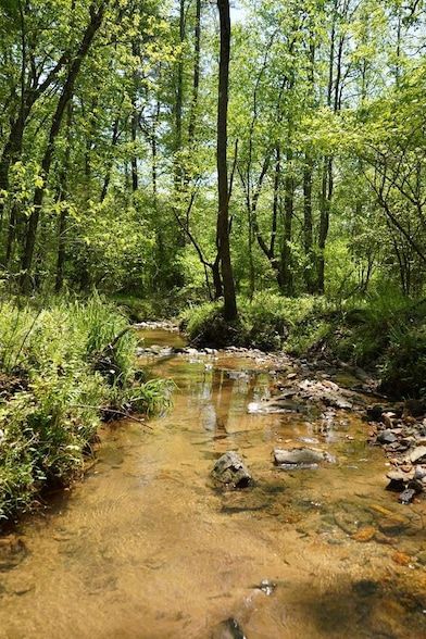 Undeveloped Land for sale in Union County, Georgia