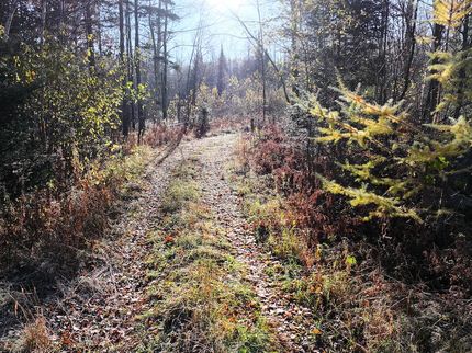 Farm and Ranch for sale in Forest County, Wisconsin