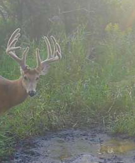 Undeveloped Land for sale in Otter Tail County, Minnesota