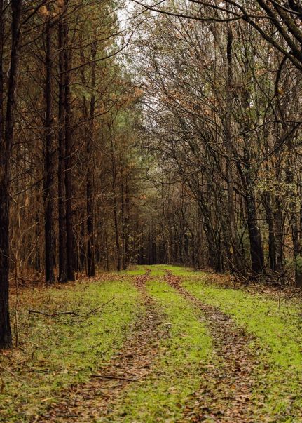 Timberland Property for sale in Yazoo County, Mississippi