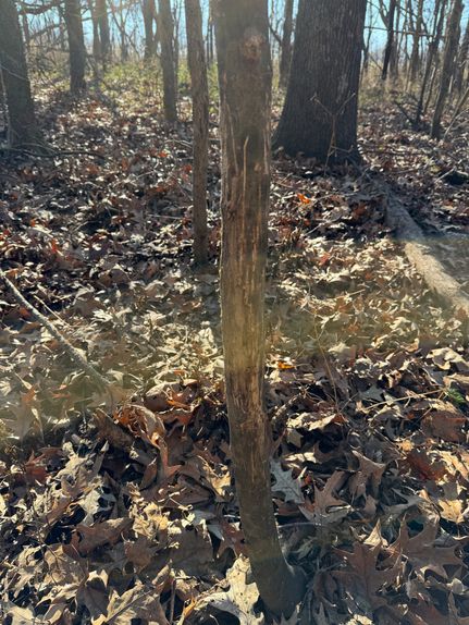 Land for sale in Pope County, Illinois