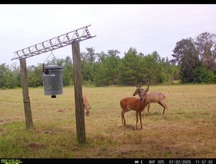 Land for sale in Madison County, Florida