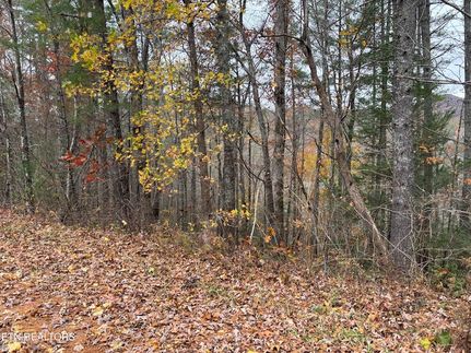 Undeveloped Land for sale in Morgan County, Tennessee