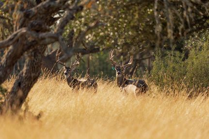 Hunting Property for sale in Real County, Texas