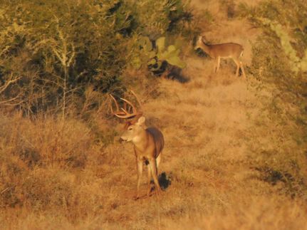 Timberland Property for sale in Webb County, Texas