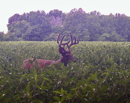 Land for sale in Pope County, Illinois