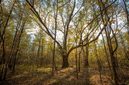 Land for sale in Clay County, Mississippi